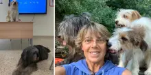 Cesare e Tobia, i trovatelli che in classe aiutano contro l'ansia e il bullismo: «Con loro gli studenti imparano a esprimere le emozioni»