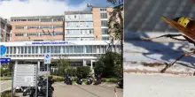 Morta per la puntura di un calabrone, Cinzia era in vacanza a Sabaudia: arresto cardiaco per shock anafilattico