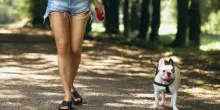 Violentata e rapinata al parco: la 60enne stava portando a spasso il cane. È caccia all'uomo