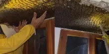 Rieti, scoperto un nido di oltre 100mila api in una casa. «Gli insetti erano presenti da più di 10 anni»