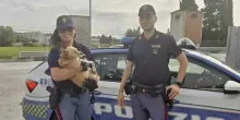 Famiglia dimentica il cagnolino in autogrill e riparte: la polizia rintraccia i proprietari