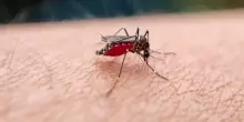 West Nile in Sardegna: salgono a 11 i casi confermati a Oristano