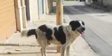 Cane randagio sgozzato per essere mangiato, il dolore dei cittadini: «Merlino era libero e amato da tutti, è inaccettabile»