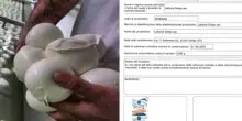 Mozzarelle ritirate dal commercio per latte inquinato, quali sono e dove vengono vendute: la circolare del Ministero