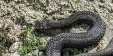 Morso da una vipera mentre riposa: ha sentito un dolore lancinante alla gamba