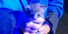 Va a buttare la spazzatura e trova un gattino di 20 giorni chiuso in una busta e gettato nel bidone: micio salvo per miracolo