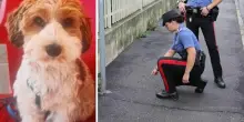 Turista accoltellata da un uomo con il casco in testa mentre passeggia di notte con il cane: il piccolo Luky scomparso