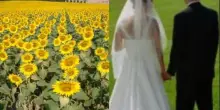 Sposi fanno le foto in un campo di girasoli a Paliano, il contadino li aggredisce e li manda in ospedale: calci e schiaffi, le nozze diventano un incubo
