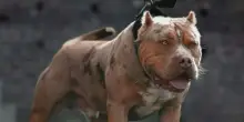 Animali, arriva il nuovo regolamento: divieto di collari elettrici e a strozzo per i cani, niente di felini e giraffe nei circhi. Cosa cambia