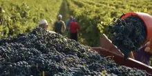 Vino, lo sprint del Sud traina la produzione Italia prima al mondo