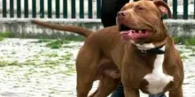 Papà prova a strangolare il figlio 15enne: il cane di famiglia lo azzanna e lo salva
