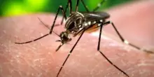 West Nile uccide ancora, morta una donna in Sardegna: salgono i contagi a Oristano