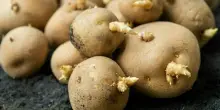 Le patate con i germogli si possono mangiare? Cosa fare per evitare rischi, le regole da seguire