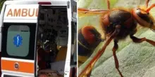 Punto da otto calabroni, ha una reazione allergica: 34enne in fin di vita. Era nel bosco con gli amici