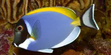 Nuova specie di pesce chirurgo trovata nei mari italiani