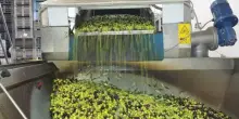 Olio d?oliva oro del Sud, produzione da record con aumenti fino al 40%