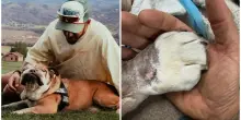 Lewis Hamilton, morto il cane Roscoe: «Ho dovuto addormentarlo per sempre, una delle esperienze più dolorose della mia vita»