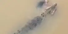 Donna trascinata via da un coccodrillo mentre fa il bagno nel fiume, il video agghiacciante: «Abbiamo potuto solo chiamare i soccorsi»