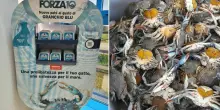 Il granchio blu diventa cibo per gatti: già deciso il costo a scatoletta (ed ecosistema in salvo)
