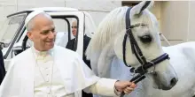 Papa Leone XIV vuole montare il suo purosangue arabo e invita il donatore a Castel Gandolfo a cavalcare con lui