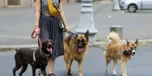 Trascina il cane per quasi 6 km con una catena: «Guaiva dal dolore». Denunciato il dog sitter
