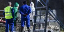 Germania, esplode l'influenza aviaria: migliaia di gru trovate morte in uno stagno vicino a Berlino