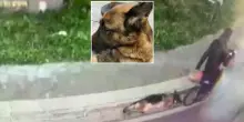 Bella, cagnolina trascinata dal dog sitter per 6 km: con la e-bike da Volla a San Sebastiano al Vesuvio. Due denunciati