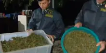 Napoli, scoperta una fabbrica di droga sui Monti Lattari: sequestrata una tonnellata di cannabis
