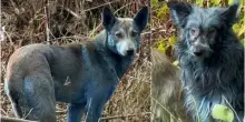 «A Chernobyl tre cani dal pelo blu: dal loro Dna il segreto per proteggere gli esseri umani dall?esposizione alle radiazioni»