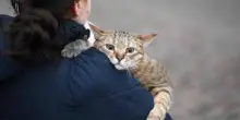 Gatti anziani come gli umani, con l'età anche i mici dimenticano: lo studio