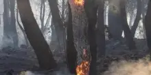 Incendi boschivi, nel 2024 superficie bruciata meno estesa. Colpite 16 regioni