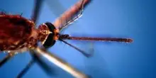 West Nile, salgono a due i morti nel Lazio. In Campania la prima vittima: deceduto 80enne