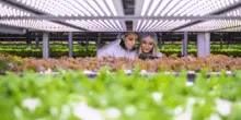 AgriMercati Ismea, positiva la congiuntura nel primo trimestre 2025