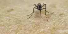 Chikungunya, vaccino in Italia dal 30 ottobre