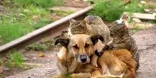 Estate 2025, migliaia di cani e gatti abbandonati. Enpa: "E' una piaga"