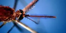 West Nile, morta a Fondi 82enne: era stata ricoverata per febbre e stato confusionale