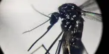 Dengue, in Italia quasi 700 casi in 2024. Torna allarme zanzare, Bassetti: "Momento di agire"