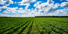 Caputo (ass. agricoltura Campania): "Riforma Ue sbagliata, distante dai territori e comunità rurali"