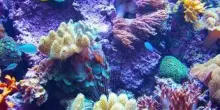 Ambiente, scienziati cinesi scoprono tecnologia per riproduzione coralli