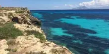 Da meduse a specie 'rifugiate climatiche', Boero (Cnr-Ias): "Vi spiego come rispettarle senza timori"