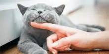 Farmaci, da Gemmato ok a uso veterinario anti Covid che salva i gatti