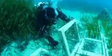 Terna ha concluso il trapianto di Posidonia oceanica nell’approdo di Terra Mala