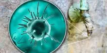 Malattie rare, Sitrac: "Non accessibile farmaco approvato in cheratite da Acanthamoeba"