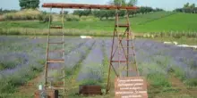 Roma profuma di lavanda: torna la terza edizione della Festa al Lavandeto