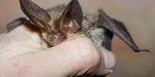 Pipistrello africano tra i vicoli di Lampedusa, scoperta nuova specie in Europa