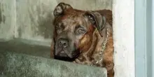Aggredito da pitbull, il racconto: "Io tra pochi sopravvissuti, vivo grazie a un passante"