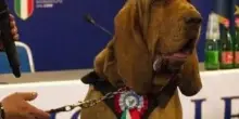 Bruno, cane eroe ucciso con boccone pieno di chiodi