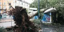 Maltempo, alberi caduti e allagamenti in Lombardia e Liguria
