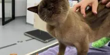 Sopravvissuto a un ciclo di lavatrice, ora è un star della tv: chi è il gatto Pablo