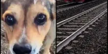 Cagnolina legata sui binari e uccisa, la confessione choc: "Mi hanno chiesto di farlo"